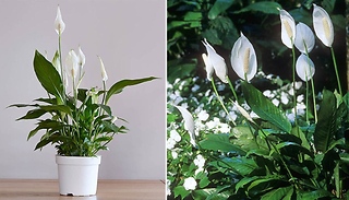 Peace Lily Spathiphyllum Cupido