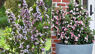 1 or 2 Weigela Towers of Flowers 'Apple Blossom' Plants