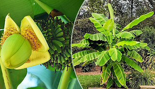 Japanese Banana 'Musa Basjoo' Plant in 10.5cm Pot - 1 or 3 Plants