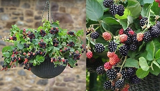 Set of 3 Trailing Blackberry 'Black Cascade'