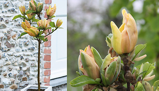Magnolia Standard 'Sunspire' Plant - 1, 2 or 3 Bare Roots