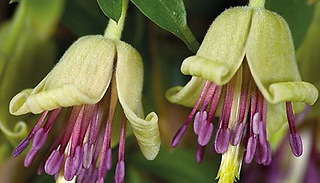 Clematis Napaulensis - 1, 2 or 3 Plants