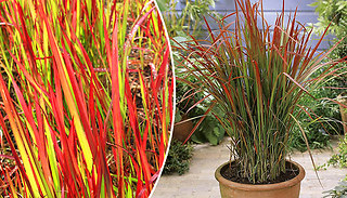 3 or 6-Pack of Imperata 'Red Baron' (Blood Grass)