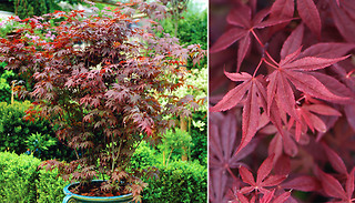 Japanese Maple Acer Hardy Trees - 1, 2 or 4