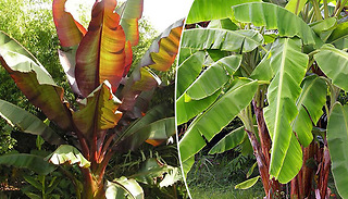 Japanse Hardy Banana or Abyssinian Banana Plant in 12cm Pot