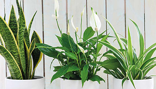 Air Purifying 12cm Potted Houseplant Collection - 3 or 6