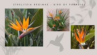 Strelitzia Reginae - Bird of Paradise