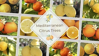 Mediterranean Citrus Trees - Lemon & Orange!