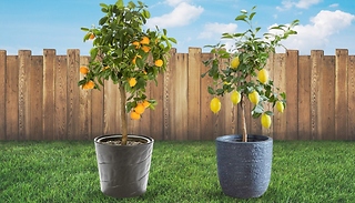 Mediterranean Citrus Trees - Lemon & Orange!