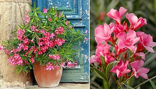 2 Pack Pink Oleander Bushes - Garden Ready!
