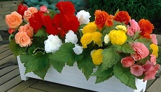 18-Pack Upright Begonia 'Non-Stop' Plant Mix