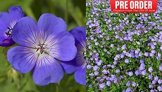 PRE-SALE: Geranium 'Rozanne' - 2L Potted Plant!