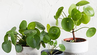 Pilea Chinese Money Plant in 11cm Pot - 1 or 2 Plants