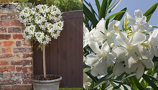 Garden Ready! Premium White Oleander Standard Tree!
