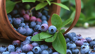 1 or 3-Pack of Blueberry Plants - 3 Varieties