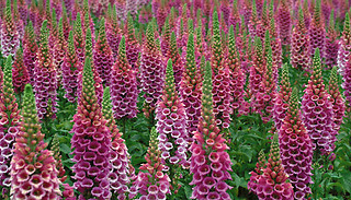 5 or 10 Foxglove 'Candy Mountain' Plants