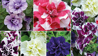 Petunia 'Frills & Spills' Mixed Plants - 5, 10 or 20