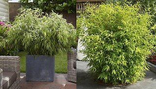 Fountain Bamboo Fargesia Plant - 3 Options