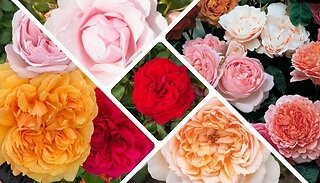 Classic Old English Shrub Rose Collection