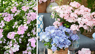 Hydrangea French Bolero 13cm Pot - 1 or 2 Plants