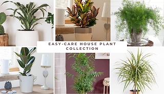 Easy-Care House Plant Collection - 3 or 6 Plants!