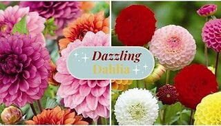 Dazzling Dahlia Collection - 16 Tubers
