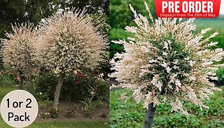 PRE-SALE: 3L Flamingo Willow Salix Trees! - 1 or 2 Pack