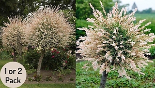 3L Flamingo Willow Salix Trees! - 1 or 2 Pack