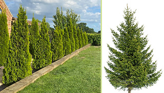 10 Thuja Smaragd Dwarf Ornamental Conifer Trees