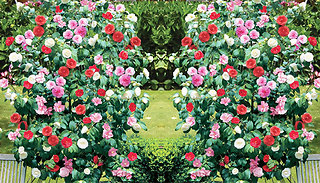 1 or 2 Camellia Tricolour 15cm Potted Plants