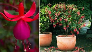 1 or 2 Flowering Fuchsia Trees