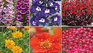 36 Perennial Collection A or B Plants