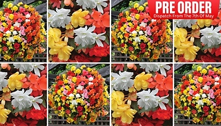 PRE-SALE: Begonia 'Super Cascade' Mix