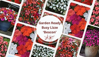 Garden Ready Busy Lizzie 'Beacon' - 10, 20 or 30 Plants!