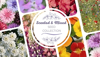 Scented & Mixed Seed Collection - Over 1000 Seeds!