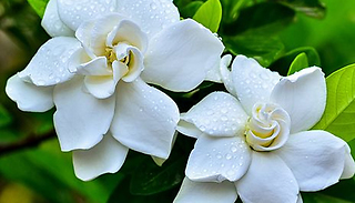 1, 2 or 3 Scented Gardenia 'Crown Jewels' Plants