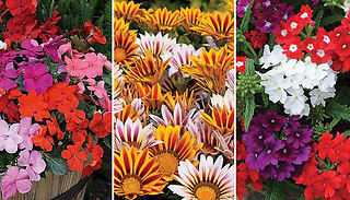 Summer Bedding Patio Plant Collection - 24, 48, or 72 Plugs