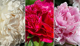 Peony 'Double' Hardy 9cm Plant Collection - 1 or 3