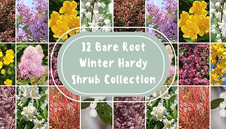12 Bare Root Winter Hardy Shrub Collection