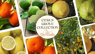 Citrus Grove Collection - Orange, Lemon & Lime