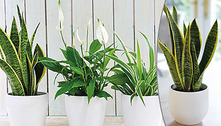3 or 6 Purifying 12cm House Plant Collection - Snake, Lily & Spider Pl ...