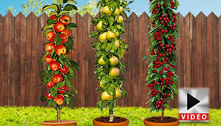 Cherry, Pear, Apple and Plum Fruit Trees - 3 or 5 Plants!