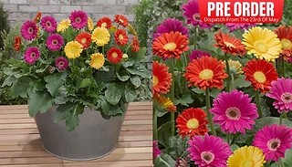 PRE-SALE: 3 Pack Gerbera Garvinea 'Sweet' Bright Collection!