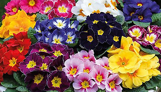 Primrose Husky Mixed Plants - 24, 48 or 72 Plants
