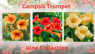Campsis Trumpet Vine Collection - 3 x 2L Pots!