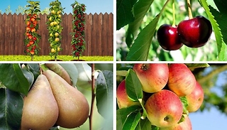 Collection of 3 or 6 Pillar Fruit Trees - Apple, Cherry and Pear!