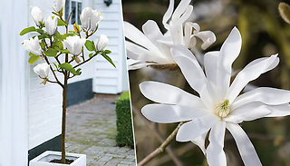 Magnolia Stellata 'Star Magnolia' - 1 or 2 Plants