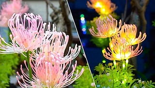 1, 2 or 3-Pack of Glowing Flower Solar Outdoor Lights