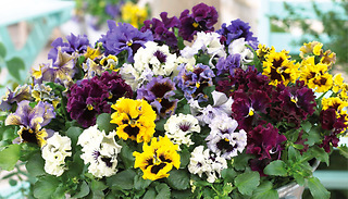 24 or 48 Pansy 'Frizzle Sizzle' Mixed Plants