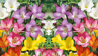 Freesia Mixed Flower Bulbs - 50, 100 or 200 Bulbs